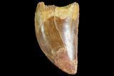 Bargain, Juvenile Carcharodontosaurus Tooth #84408-1